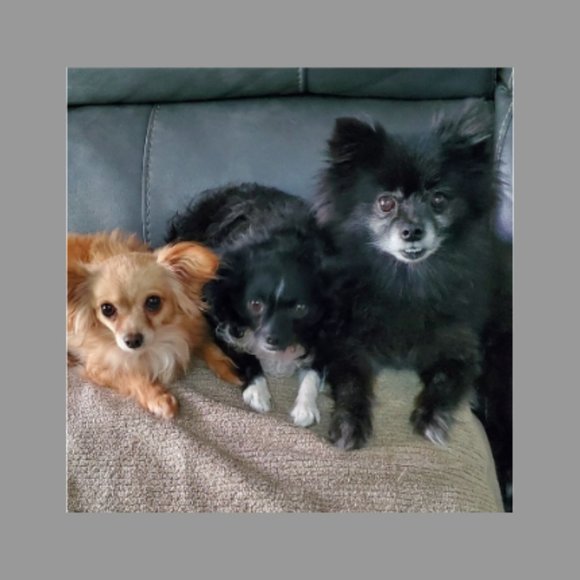 Liliana Leather/Faux Suede HEEL 7 $79 🐾 - Picture 8 of 10